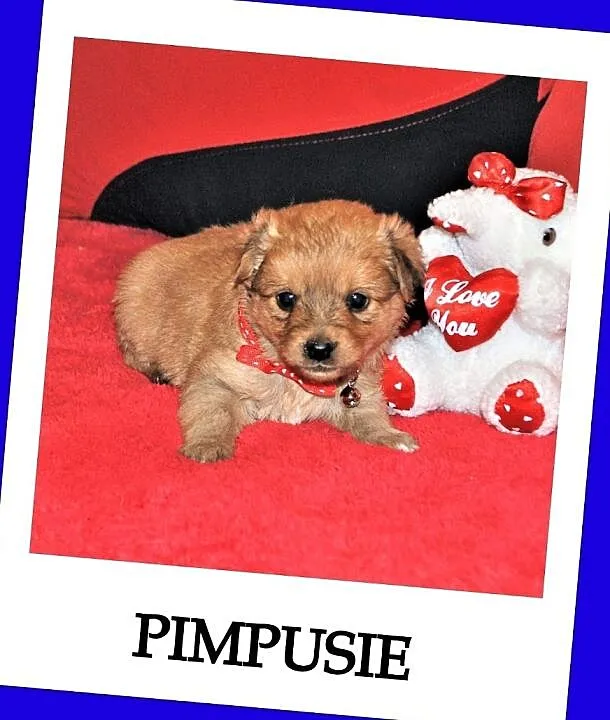 6 tygodniowe PIMPUSIE,śliczne szczeniaczki,2 sunie,6 piesków.Adopcja., Łódzkie, Łódź