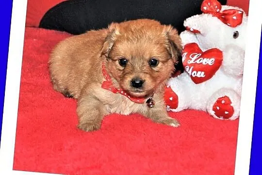 6 tygodniowe PIMPUSIE,śliczne szczeniaczki,2 sunie,6 piesków.Adopcja., Łódzkie, Łódź