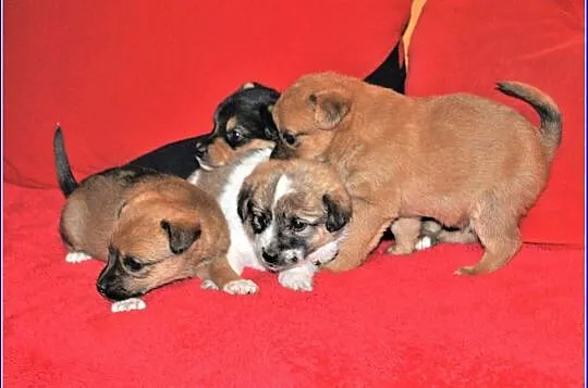 6 tygodniowe PIMPUSIE,śliczne szczeniaczki,2 sunie,6 piesków.Adopcja., Łódzkie, Łódź