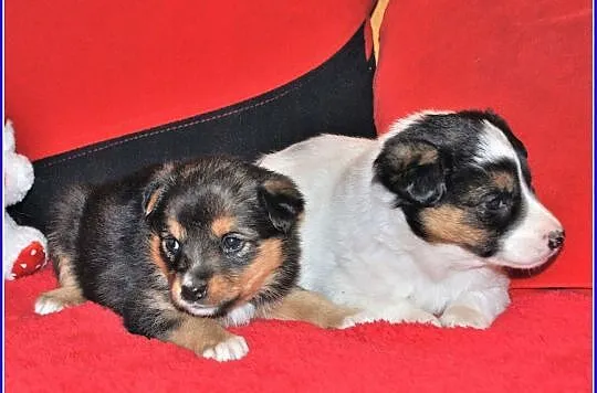 6 tygodniowe PIMPUSIE,śliczne szczeniaczki,2 sunie,6 piesków.Adopcja., Łódzkie, Łódź