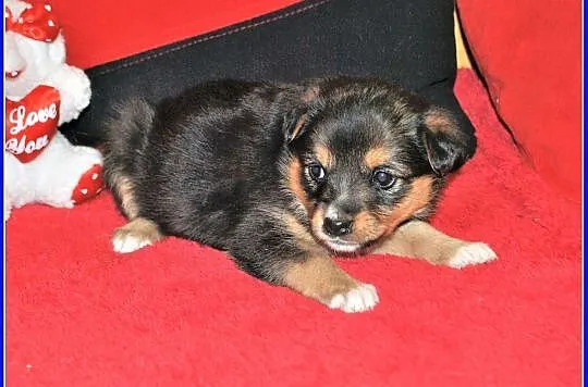 6 tygodniowe PIMPUSIE,śliczne szczeniaczki,2 sunie,6 piesków.Adopcja., Łódzkie, Łódź