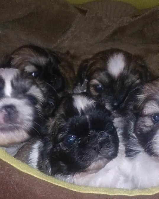 Szczenięta rasy Shih tzu