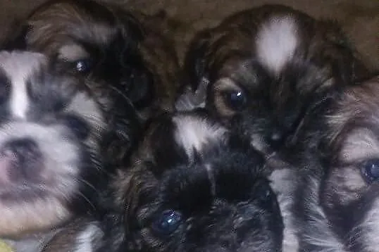 Szczenięta rasy Shih tzu