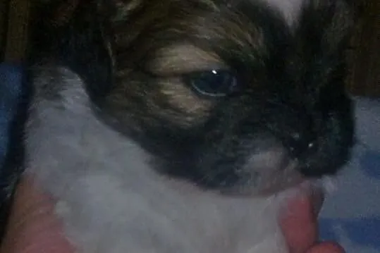 Szczenięta rasy Shih tzu