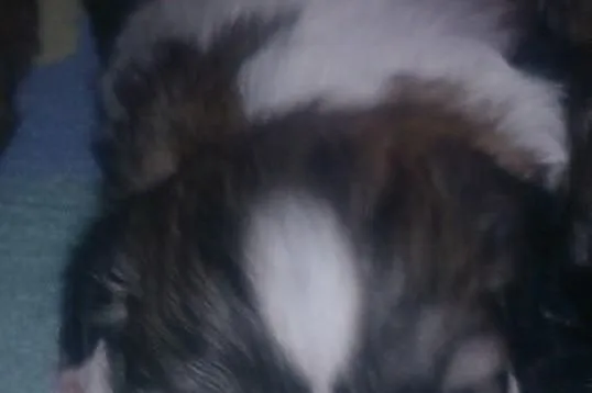 Szczenięta rasy Shih tzu