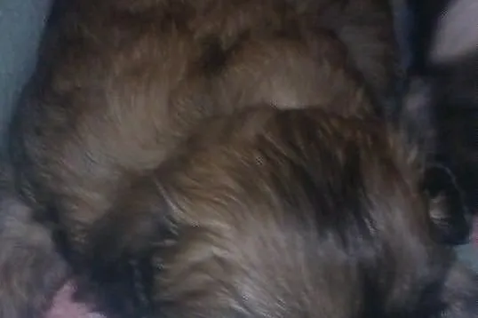 Szczenięta rasy Shih tzu