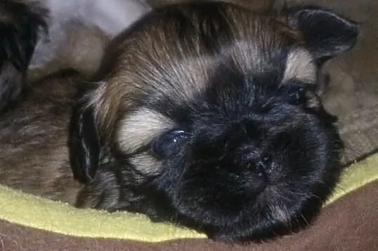 Szczenięta rasy Shih tzu
