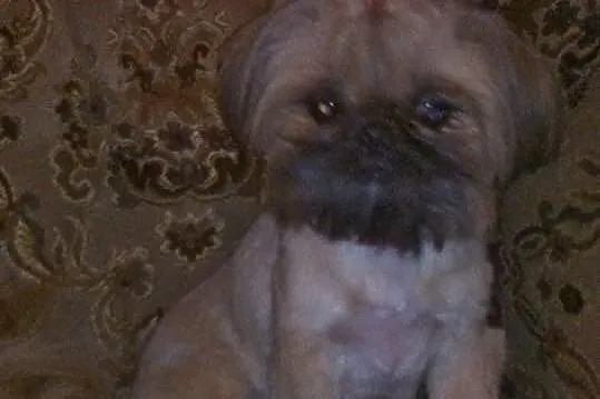 Szczenięta rasy Shih tzu