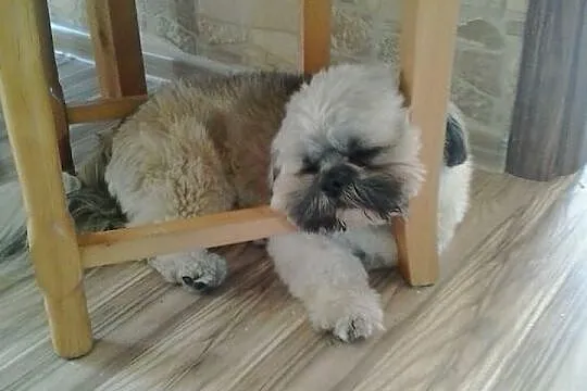 Szczenięta rasy Shih tzu