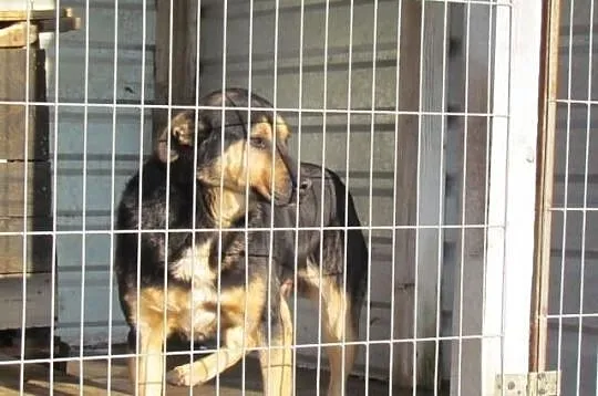 Paco - wesoły psiak już dwa lata za kratami