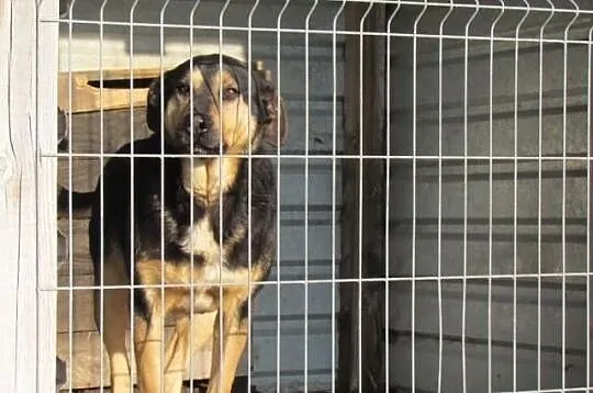 Paco - wesoły psiak już dwa lata za kratami