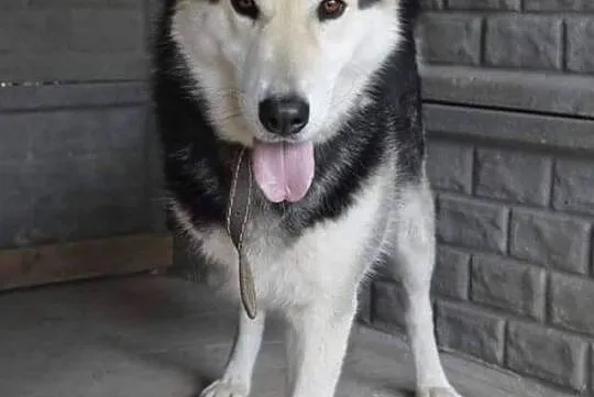 Piekny, radosny, NIESAMOWITY MAX