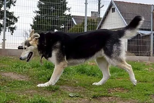 Piekny, radosny, NIESAMOWITY MAX