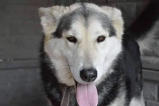Piekny, radosny, NIESAMOWITY MAX