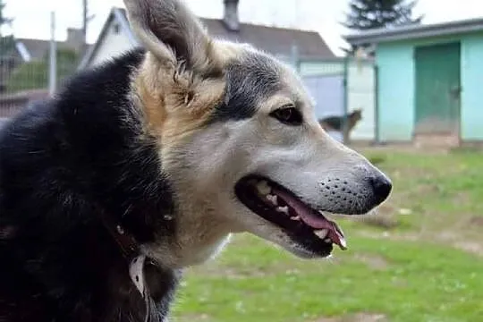 Piekny, radosny, NIESAMOWITY MAX