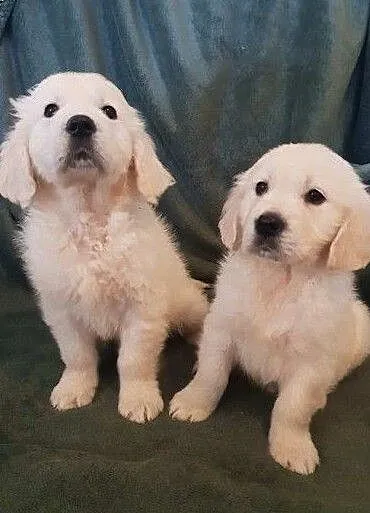 Golden retriever szczenieta, , Grudziądz