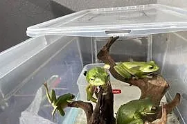 Nyctimystes(Litoria) infrafrenatus