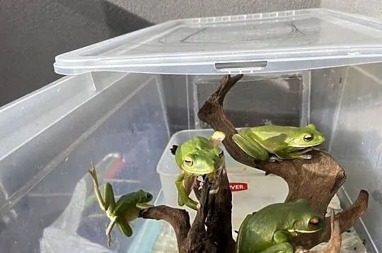 Nyctimystes(Litoria) infrafrenatus