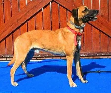 Roki - młody, energiczny super psiak do adopcji,