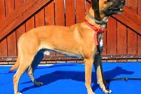 Roki - młody, energiczny super psiak do adopcji,  