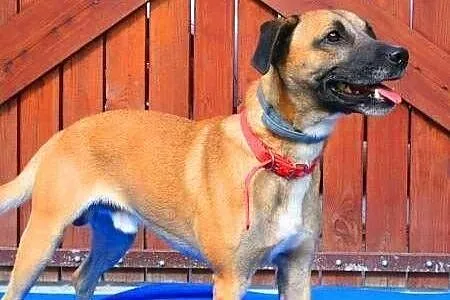 Roki - młody, energiczny super psiak do adopcji,  