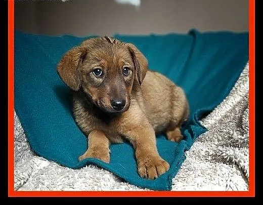 Szczeniak, 3 miesiące, docelowo 13 kg. Adopcja ze schroniska., śląskie Katowice, Śląskie, Katowice