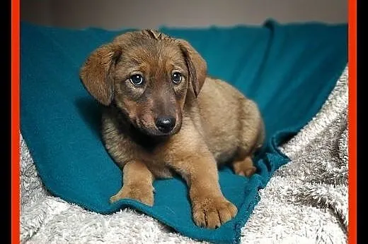 Szczeniak, 3 miesiące, docelowo 13 kg. Adopcja ze schroniska.,  śląskie Katowice, Śląskie, Katowice