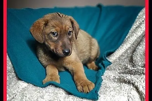 Szczeniak, 3 miesiące, docelowo 13 kg. Adopcja ze schroniska.,  śląskie Katowice, Śląskie, Katowice