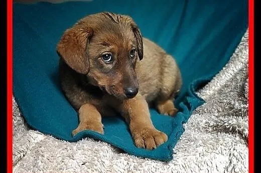 Szczeniak, 3 miesiące, docelowo 13 kg. Adopcja ze schroniska.,  śląskie Katowice, Śląskie, Katowice