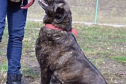 Nana - prawdziwy skarb na czterech łapach :)