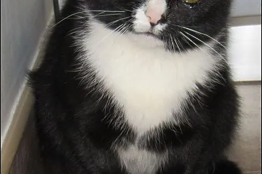 Roczna, delikatna kicia MILKA szuka spokojnego opi