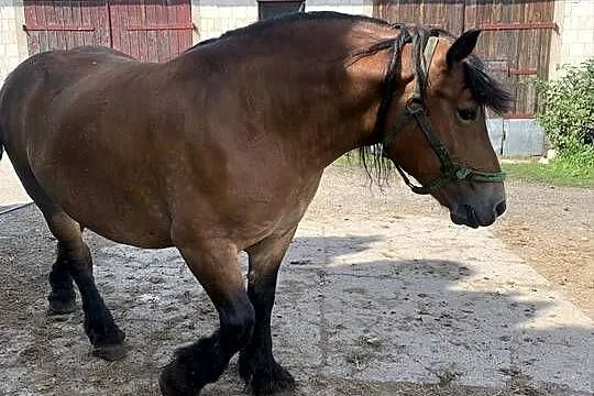 Sprzedam klacz, Podlaskie, Waniewo