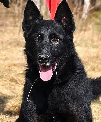 Kruczoczarny, cudny Omen :), warmińsko-mazurskie
