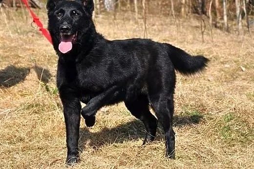 Kruczoczarny, cudny Omen :),  warmińsko-mazurskie 