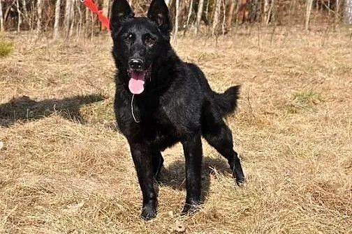 Kruczoczarny, cudny Omen :),  warmińsko-mazurskie 