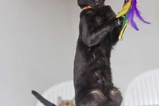 Kot bengalski na szczęście - melanistic bengal,  w