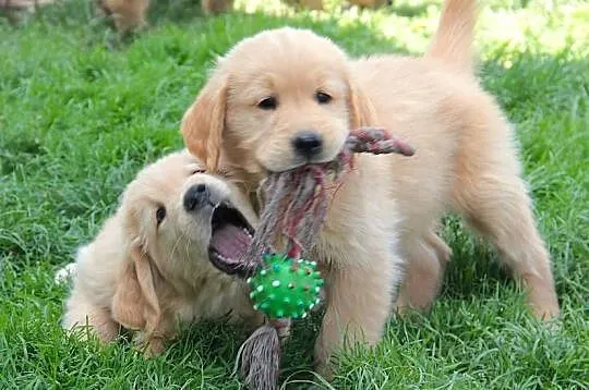 Chłopczyk linii Amerykański Golden Retriever