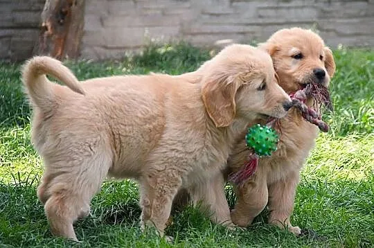 Chłopczyk linii Amerykański Golden Retriever, Opolskie, Kędzierzyn-Koźle