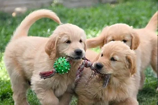 Chłopczyk linii Amerykański Golden Retriever, Opolskie, Kędzierzyn-Koźle
