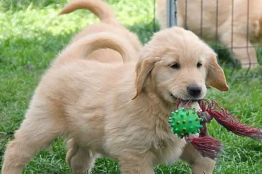 Chłopczyk linii Amerykański Golden Retriever, Opolskie, Kędzierzyn-Koźle