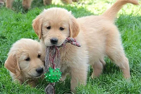 Chłopczyk linii Amerykański Golden Retriever, Opolskie, Kędzierzyn-Koźle