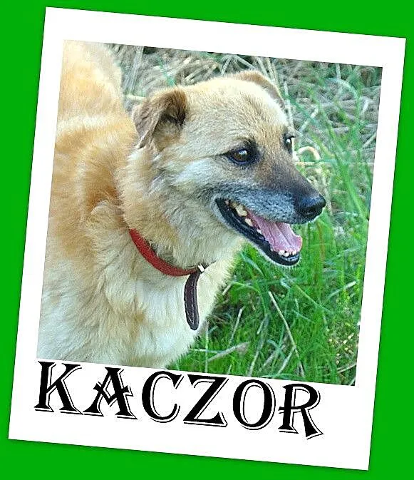 KACZOR- średni 16 kg psiak,łagodny, kontaktowy, pr
