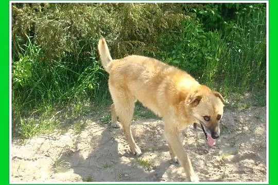 KACZOR- średni 16 kg psiak,łagodny, kontaktowy, pr