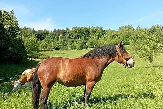 Klacz PKZ, Podkarpackie, Olchowa