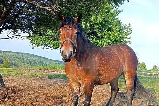 Klacz PKZ, Podkarpackie, Olchowa