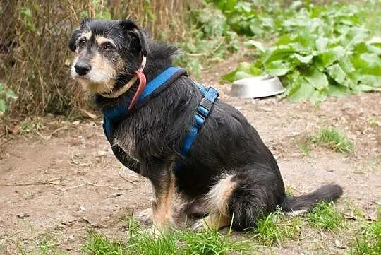 Cyrylek, cudowny szorściaczek szuka domku!