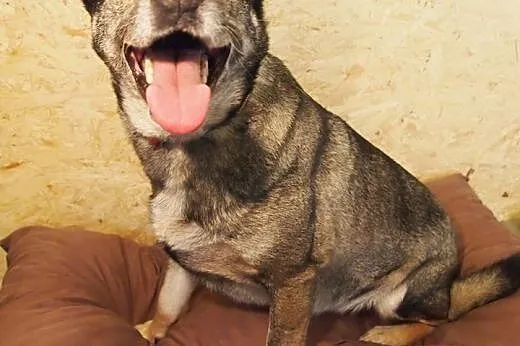 Pokochaj Rubiego, adoptuj, szuka domku :),  wielkopolskie Poznań