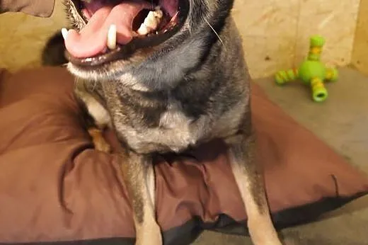 Pokochaj Rubiego, adoptuj, szuka domku :),  wielko