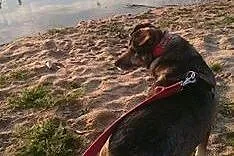 Pokochaj Rubiego, adoptuj, szuka domku :),  wielko