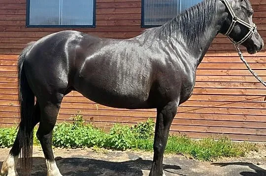 Klacz, kuc walijski / Grupa C, Zachodniopomorskie, Goleniów